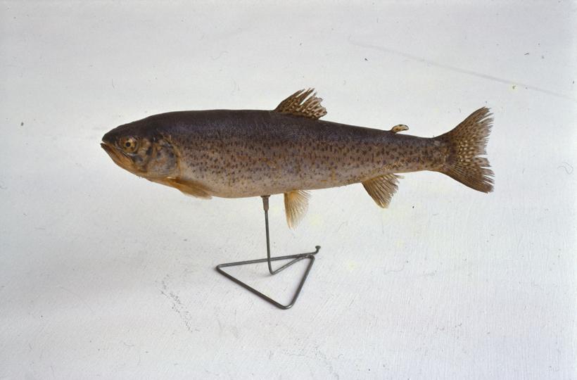 Salmo irideus Gibbs; inv. br. 1061