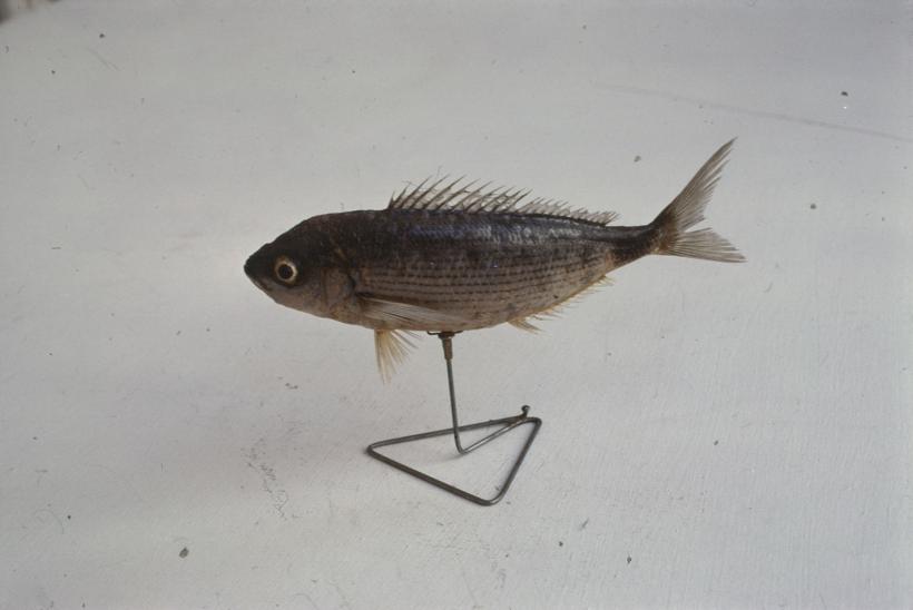 Oblata melanura C. V. Crnorep, ušata; inv. br. 1063