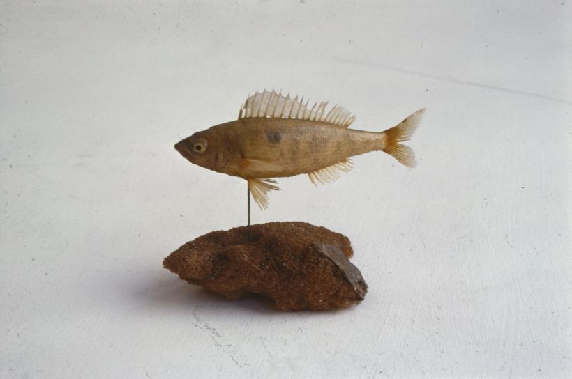 Smaris vulgaris B. P. syn M. Smaris Šiljka, girica, manula; inv. br. 1286