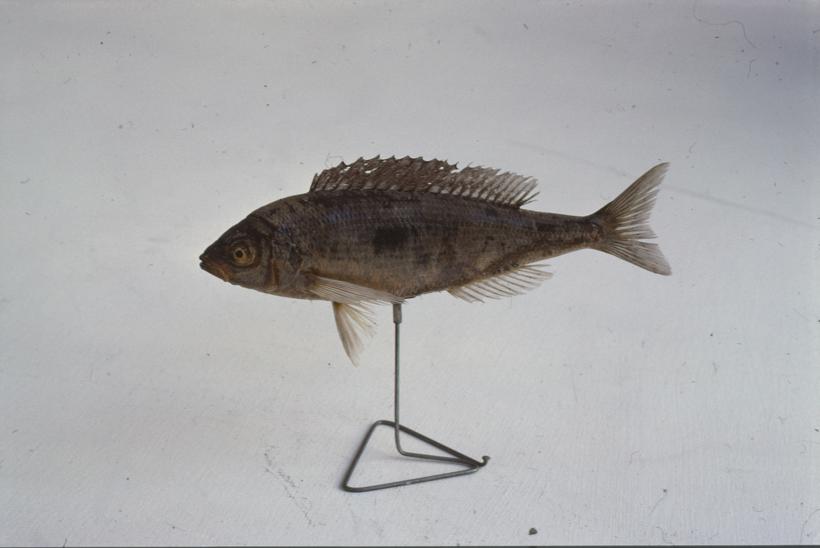 U lijevom uglu Gradske lože kavez sa karuselom za projekciju; preko puta pano - problem pesticida; do njega pano - biljke tvorci kisika