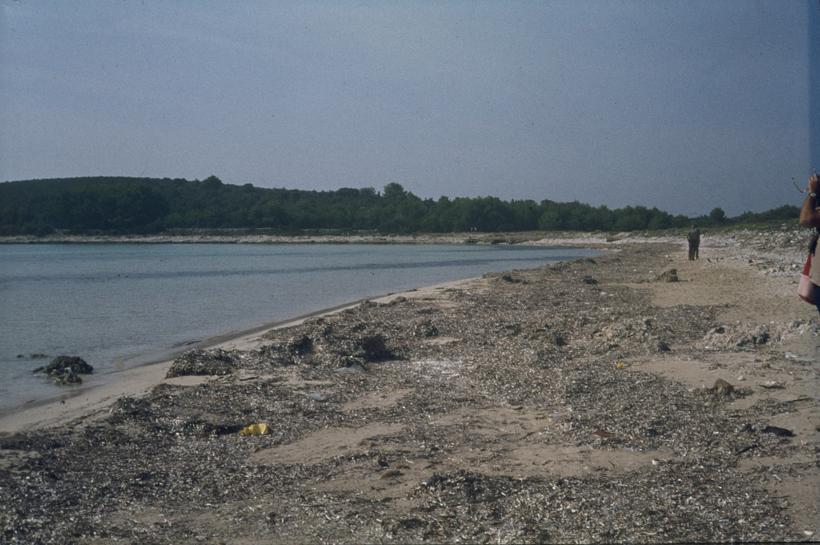 Plaža sa naslagama suhih algi