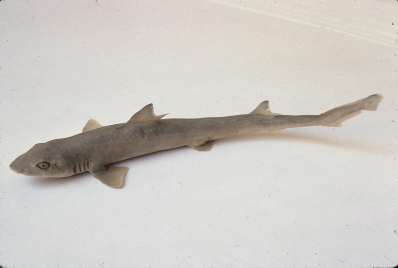 Mustelus vulgaris M Ille Pas mekaš glušac