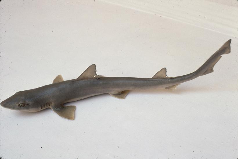 Mustelus laevis Risso Glavati čukov