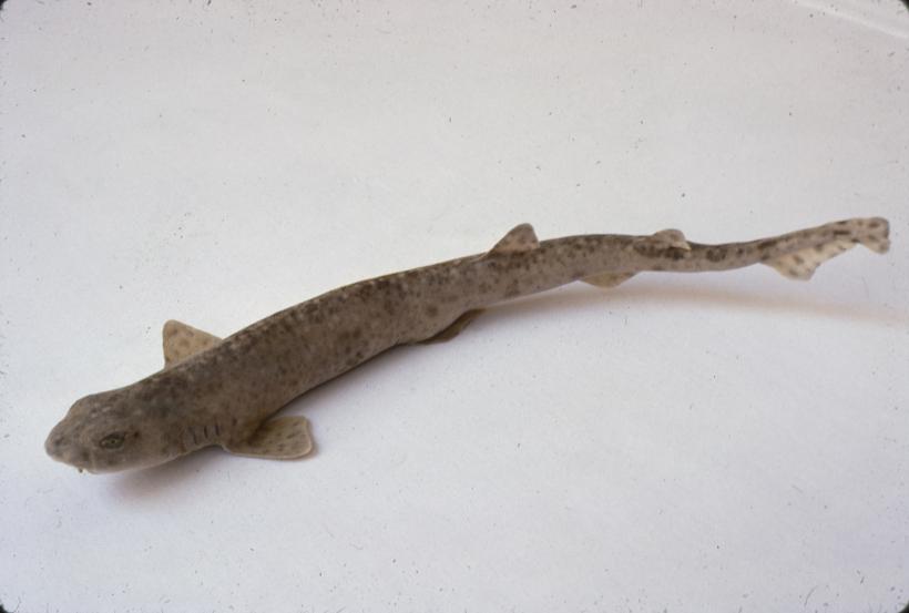 Scyllium canicula Cuv Mačka piknjata, m. bljedica