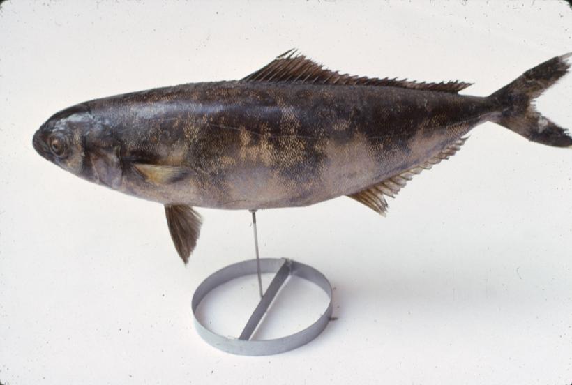 Naucrates ductor L (Skušac) Pratibrod