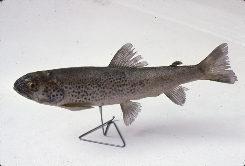 Salmo trutta obtusirostris Salonitana Pastrva