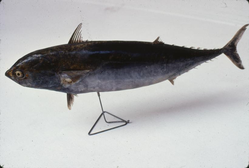 Auxis bisus B. P. Tunjić, rumbac