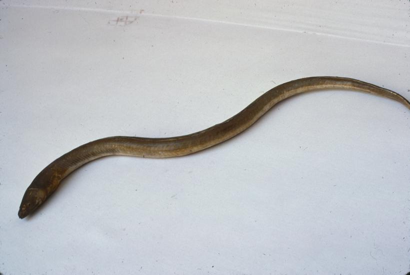 Myrus vulgaris K. P. Ugorac glavan