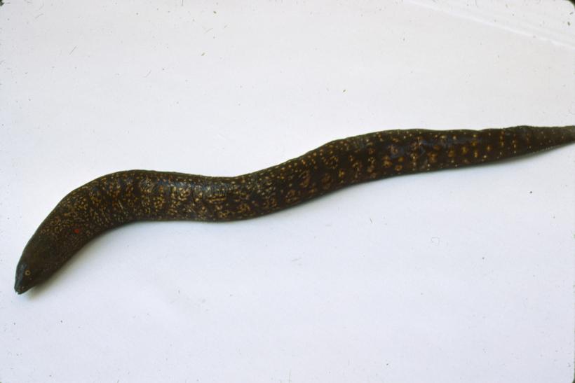 Muraena helena L. Murina