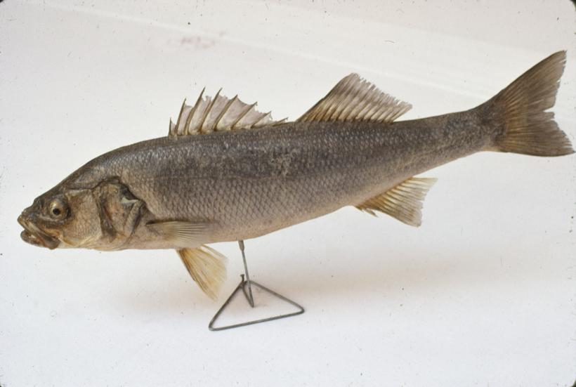 Dicentrarchus labrax Jord et Eig Agač, lubin, brancin