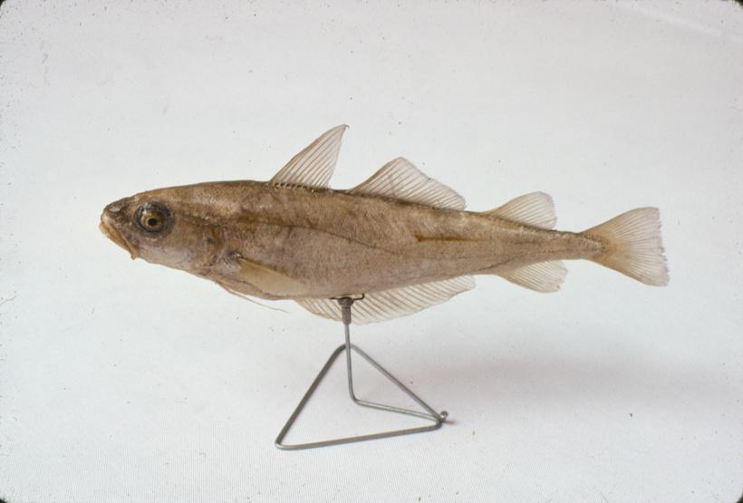 Gadus sp; inv. br. 1272