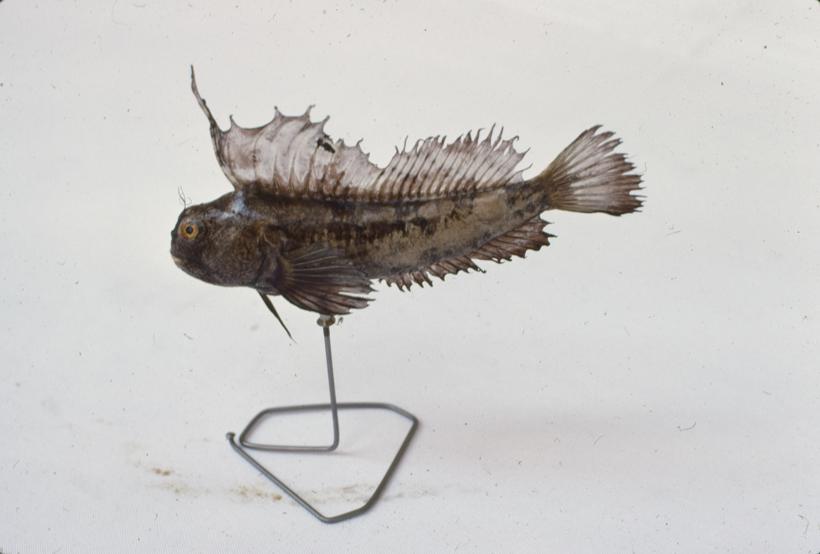 Blennius ocellaris L.; inv. br. 1095