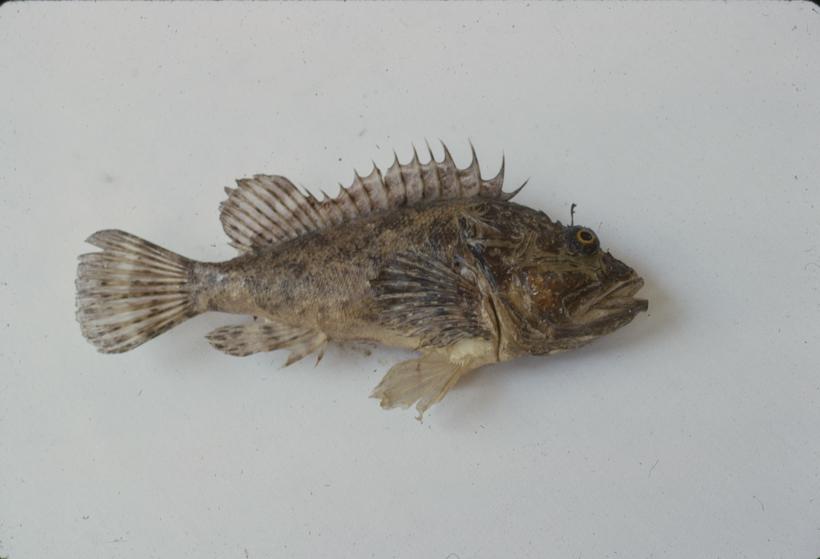 Scorpaena porcus L. Bodeč crni, škrpun; inv. br. 62