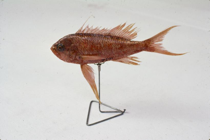 Peristedion cataphractum C. V. Kokot rožac, turčin; inv. br. 1058