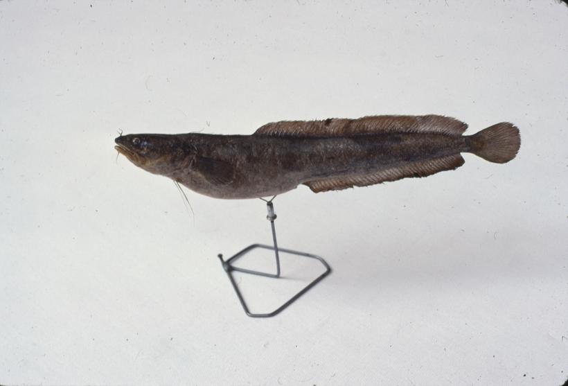 Motella mediterranea L. Ugorova majka mrkulja; inv. br. 1041