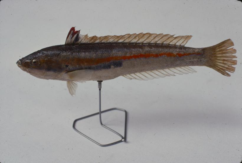 Coris julis L. Knez; inv. br. 1054