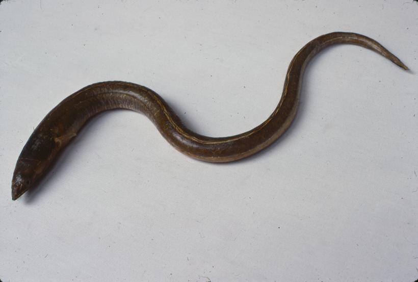 Myrus vulgaris K.P. Ugorac glavan, inv. br. 1062