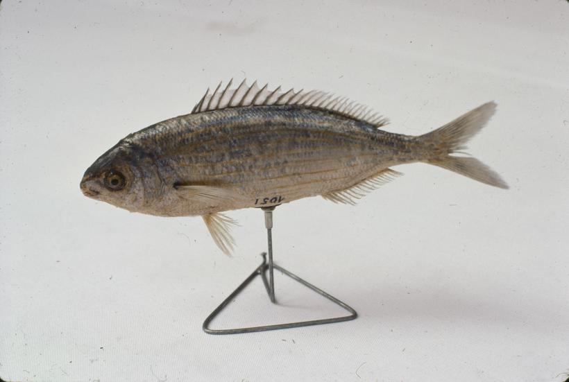 Gradski deponij - hrpa smeća 3 - 4 m visine, u daljini galebovi