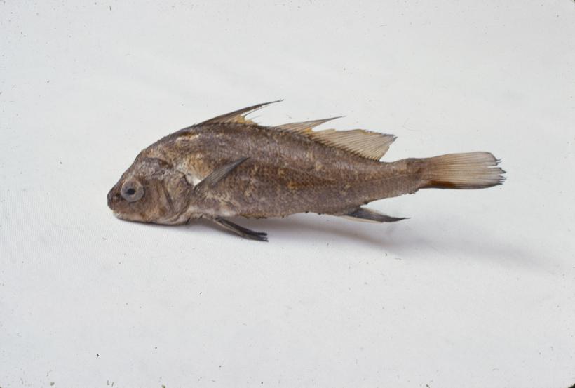 Heliases chromis Gthr Crnelj; inv. br. 86