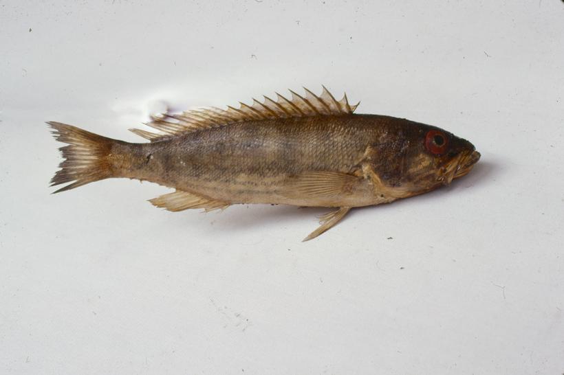 Serranus cabrilla Cuv. Kanjac; inv. br. 112