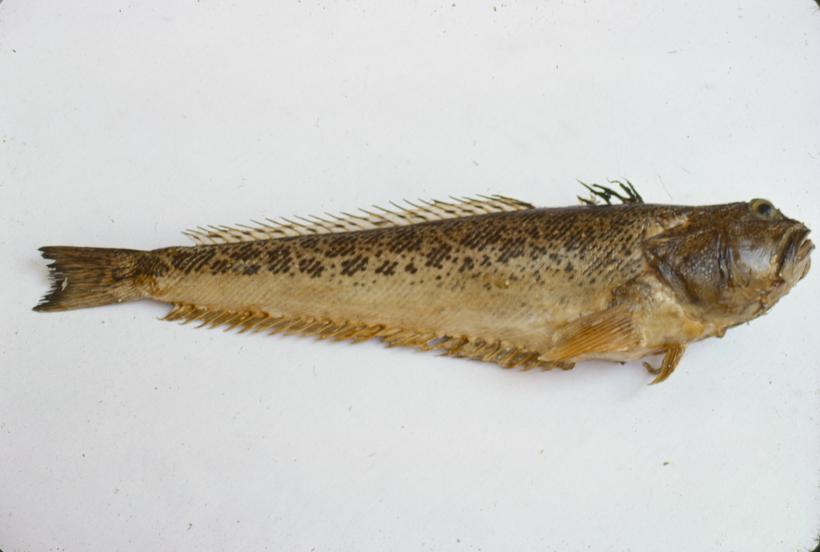 Trachinus araneus C. V. Pauk crnac; inv. br. 78