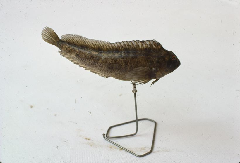 Blennius sanguinolentus Pillas Slingurica balavica; inv. br. 1096