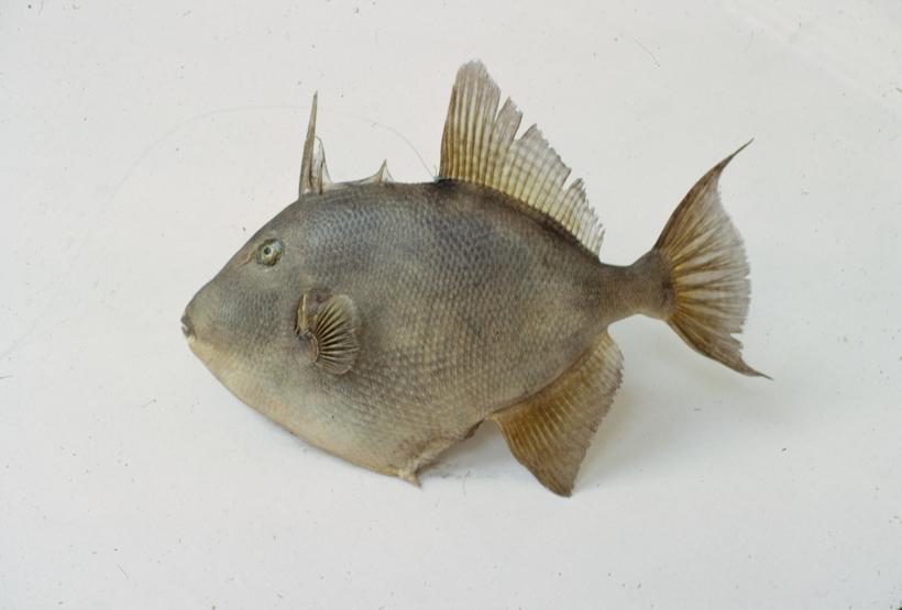 Balistes capriscus L. Gm. Kostorog; inv. br. 1059