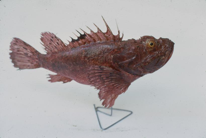 Scorpaena scrofa L Škrpina; inv. br. 1039