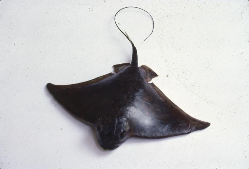 Myliobatis aquila Dum Golub kosir; inv. br. 1055