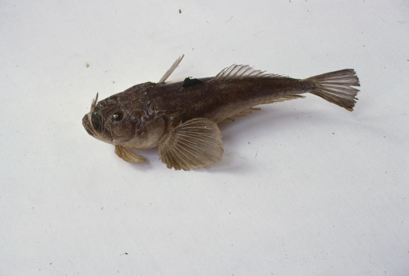 Uranoscopus scaber Lin Čač, bezmek; inv. br. 1066