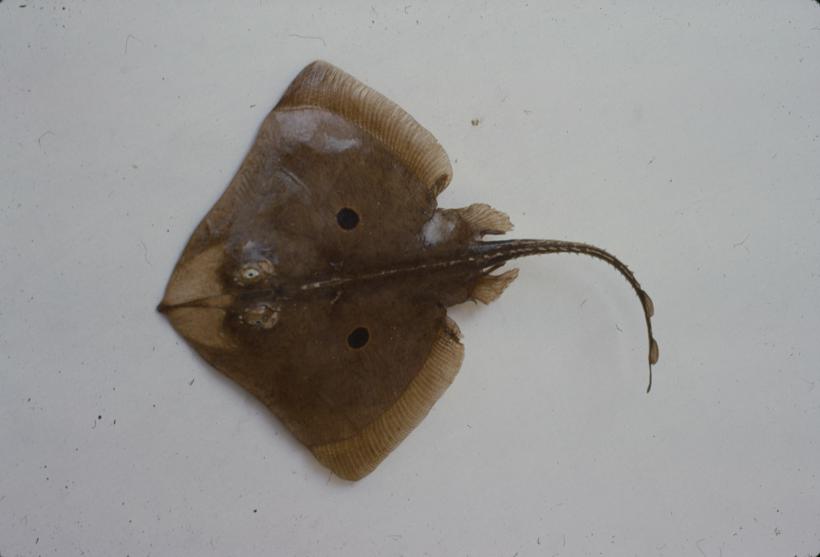 Raja miraletus L. Ražica modropjega; inv. br. 1042