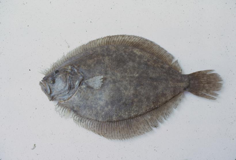 Bothus rhombus L. Glatki rombić, romb; inv. br. 1047