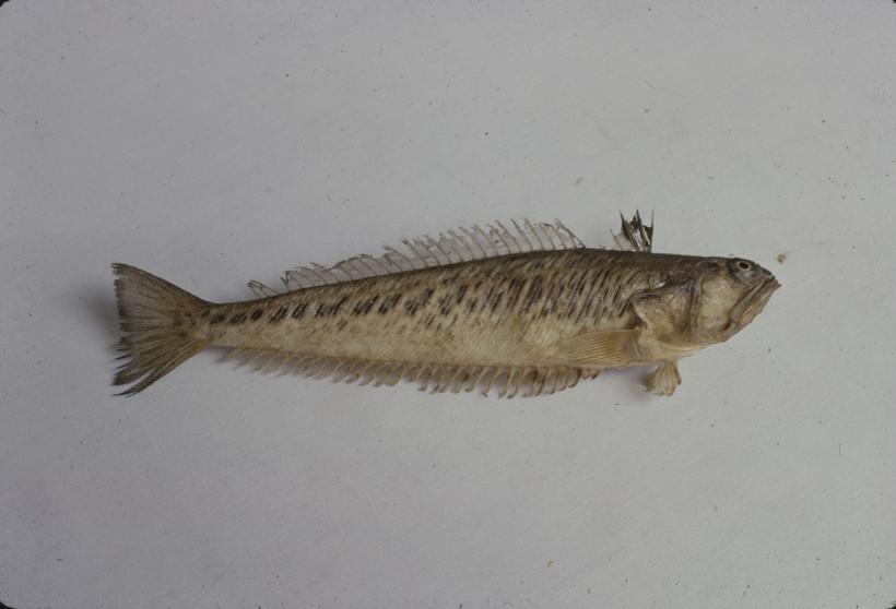 Trachinus draco Lin Pauk bijelac; inv. br. 77