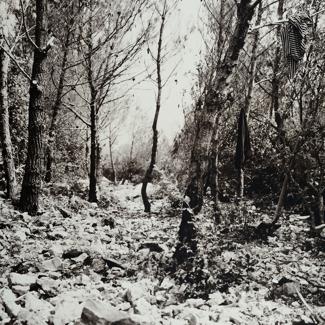 Posječeni borovi, a zatim minirano