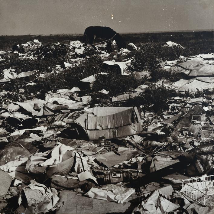 Gradski deponij pored ceste Zadar - Nin. U isčekivanju smrti - magarac