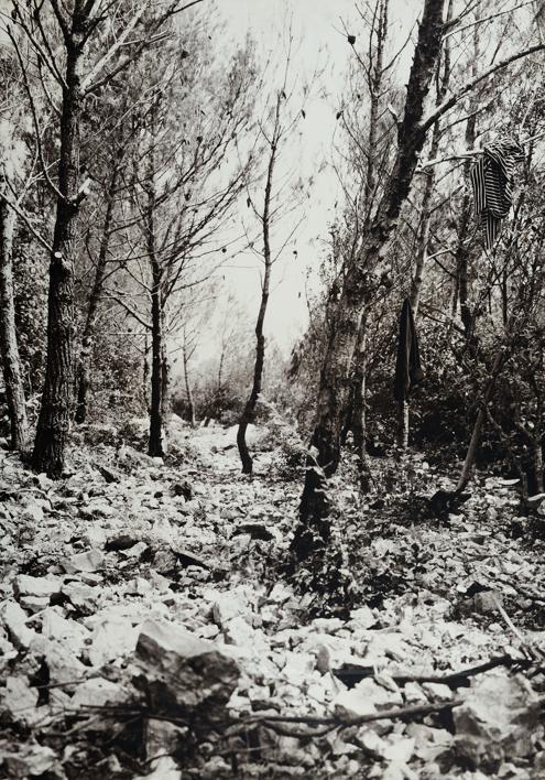 Posječeni borovi, a zatim minirano