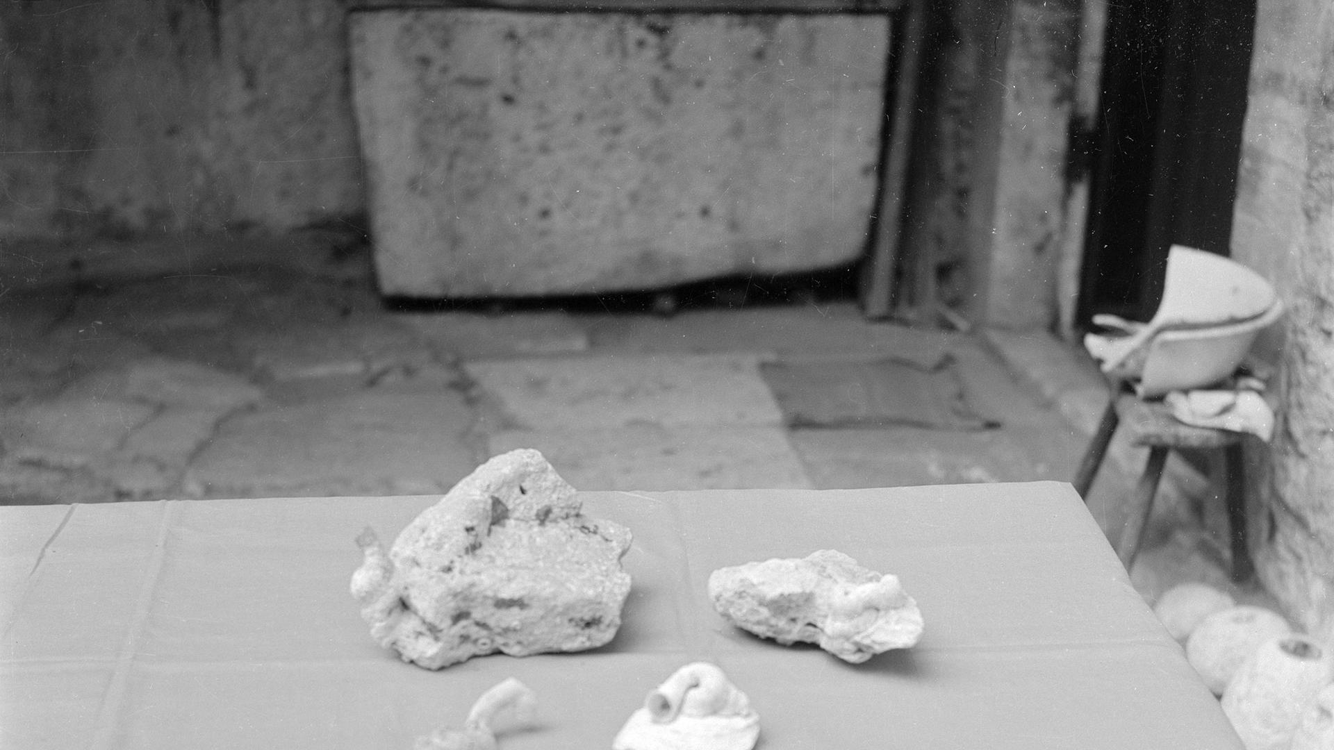 Vermetus arenarius L.