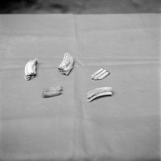 Zub - selenodontnog tipa - sp?