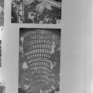 Cuneolina pavonia parne (foraminifera)