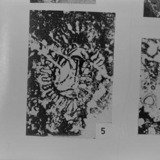 Sellinoporella donzellii (vapn. Alga) 5