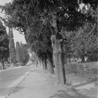 Drvored čempresa zbog prometa podrezan 4 m od zemlje