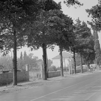 Podsječeni čempresi ispred kuće Zečević; samovolja vlasnika