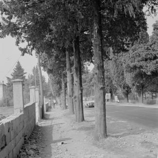 Podsječeni čempresi - kuća Zečević; samovolja - sudski spor - navodno duševni bolesnik