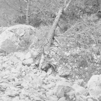 Uništen bor, posljedica miniranja