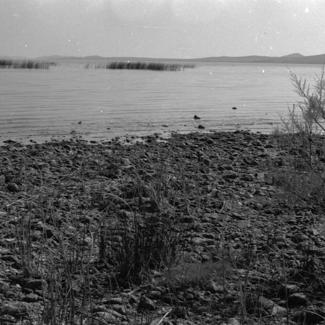 Vransko jezero - trska, sjeverozapadni dio