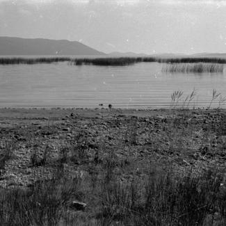 Vransko jezero; trska, sjeverozapadni dio