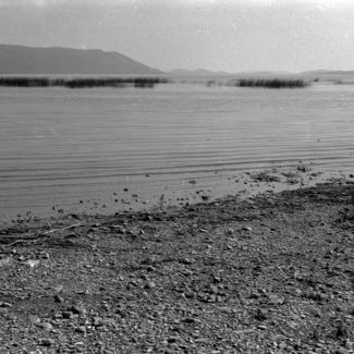 Vransko jezero - trska, sjeverozapadni dio