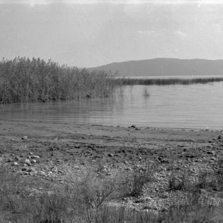 Vransko jezero - trska