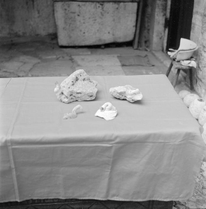 Vermetus arenarius L.