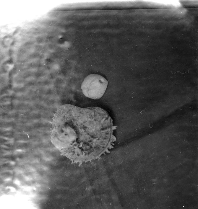 Echinocardium mediterraneum Gray